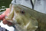 ontario smallmouth bass on the fly