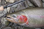 Ontario steelhead on the fly