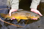 Ontario trout on the fly