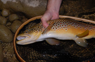 A Saugeen brown at dusk