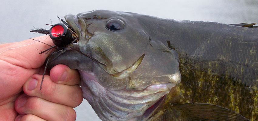 An Ontario trophy smallmouth on the fly