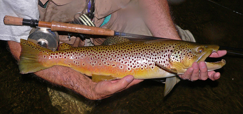 Ontario Grand River brown trout fishing